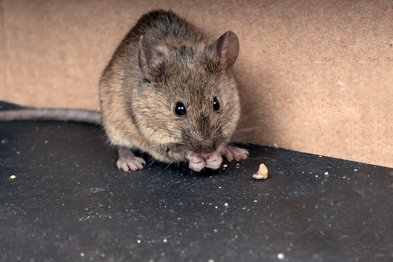 5 Bahan Alami Untuk Usir Tikus Dari Rumah
